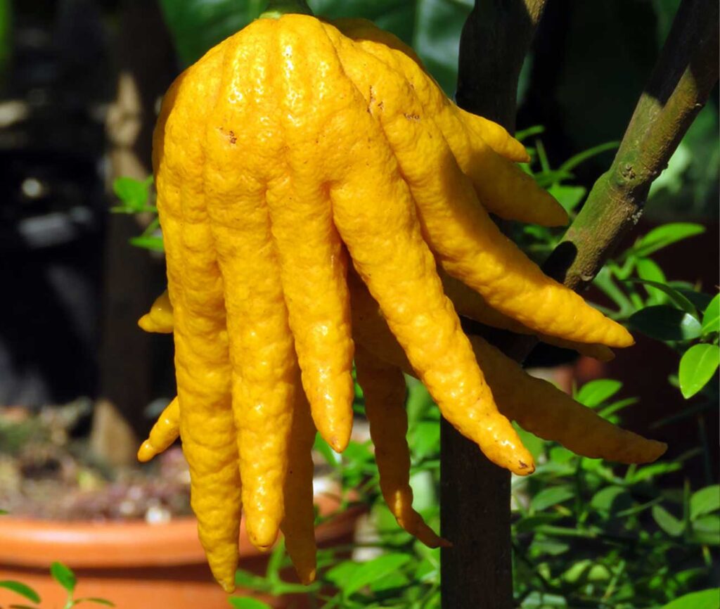 Buddha's hand: Citrus Medica Digitata - Cocus Vivai